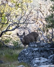 Wild female deer in Yosemite National Park