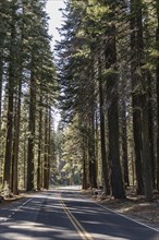 Street in Yosemite National Park, California, USA, North America