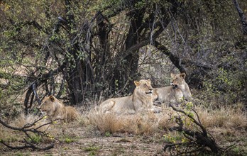 Group of young Lions (Panthera Leo) in Kruger National Park, South Africa, Africa