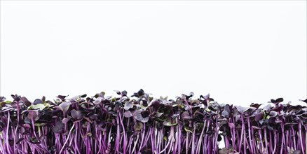 Portion of Cress (as close-up shot) isolated on white background