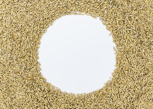 Portion of Oat as detailed close-up shot, selective focus