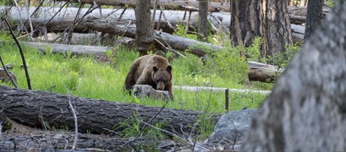 Wild bear in Yosemite National Park, California, USA, North America