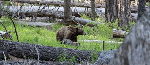 Wild bear in Yosemite National Park, California, USA, North America