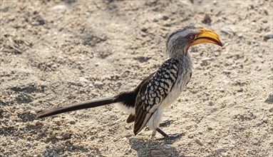 A Southern Yellow Billed Hornbill (Tockus Leucomelas), Kruger National Park, South Africa, Africa