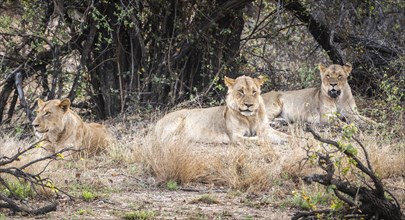 Group of young Lions (Panthera Leo) in Kruger National Park, South Africa, Africa