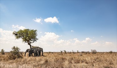 Group of African Bush Elephants hiding in the shadow (Loxodonta Africana) at Kruger National Park,