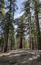 Grizzly Giant Giant Sequoia in Yosemite National Park