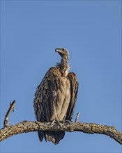 Vulture (Gyps Africanus) sitting on a branch in Kruger National Park, South Africa, Africa