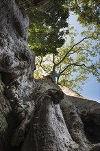 The famous Ta Prohm temple near Angkor Wat, Cambodia, Asia