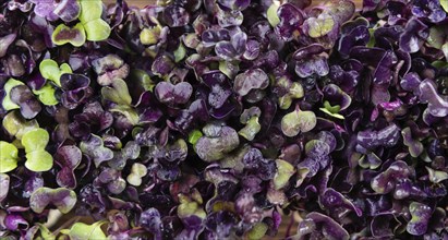 Portion of fresh Cress (close-up shot, selective focus)