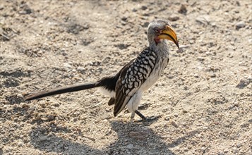 A Southern Yellow Billed Hornbill (Tockus Leucomelas), Kruger National Park, South Africa, Africa