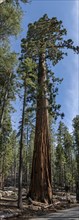 Giant Sequoia in Mariposa, Yosemite National Park, California, USA, North America