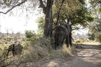 Adult African Elefant with Baby (Loxodonta Africana) at Kruger National Park, South Africa, Africa