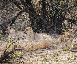 Group of young Lions (Panthera Leo) in Kruger National Park, South Africa, Africa