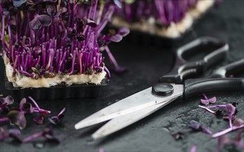 Portion of Cress as detailed close up shot on a slate slab (selective focus)