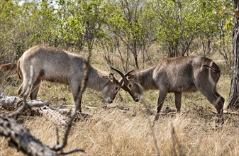 Two young Waterbucks (Kobus Ellipsiprymnus) fighting. Kruger National Park, South Africa, Africa