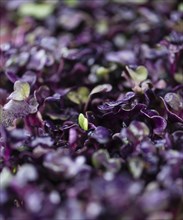 Cress on a vintage background as detailed close-up shot (selective focus)