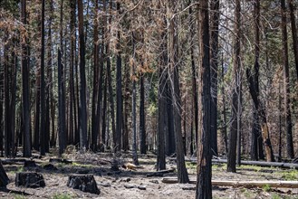 Burned Trees in Yosemite Valley, California, USA, North America