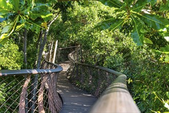 Kirstenbosch Botanical Garden Tree Canopy Walkway (Cape Town, South Africa)