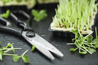 Portion of fresh Cutted Cress (close-up shot, selective focus)