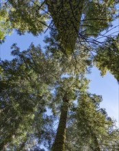 Treetops in Yosemite NP, Califronia, USA, North America