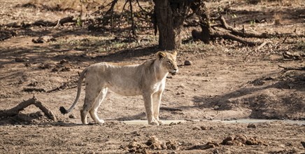 Young Lioness (Panthera Leo) at a water hole in Kruger National Park, South Africa, Africa