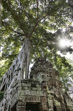 The famous Ta Prohm temple near Angkor Wat, Cambodia, Asia