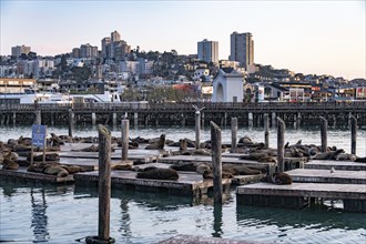 Seals as Pier 39, San Francisco, California, USA, North America