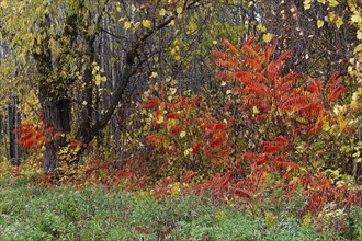 Nature, colourful roadside vegetation in autumn, Province of Quebec, Canada, North America