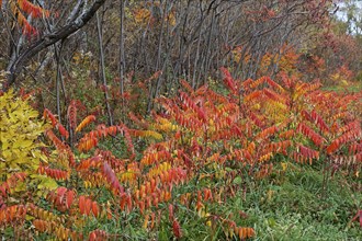 Nature, colourful roadside vegetation in autumn, Province of Quebec, Canada, North America