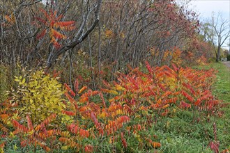 Nature, colourful roadside vegetation in autumn, Province of Quebec, Canada, North America