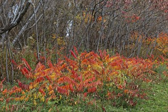 Nature, colourful roadside vegetation in autumn, Province of Quebec, Canada, North America