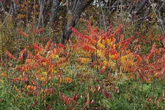 Nature, colourful roadside vegetation in autumn, Province of Quebec, Canada, North America