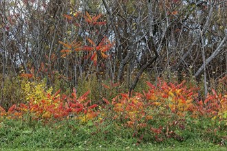 Nature, colourful roadside vegetation in autumn, Province of Quebec, Canada, North America