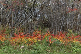 Nature, colourful roadside vegetation in autumn, Province of Quebec, Canada, North America