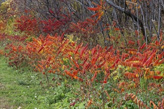 Nature, colourful roadside vegetation in autumn, Province of Quebec, Canada, North America