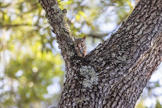 Grey squirrel sitting on a tree branch eating a peanut