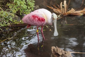 Roseate spoonbill (Platalea ajaja) at the St. Augustine Alligator Farm Zoological Park in Florida