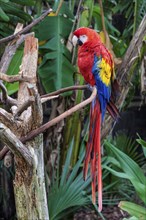 Scarlet Macaw (Ara Macao) on a perch at the St. Augustine Alligator Farm Zoological Park in Florida