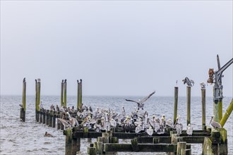 Brown Pelicans on the remains of a dilapidated pier at the Ocean Springs Yacht Club on the Biloxi