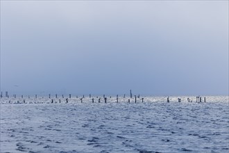 Foggy view of the Biloxi Bay with gulls and pelicans perched on pilings and flying in the distance