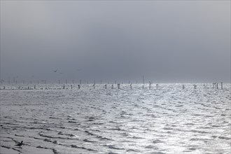 Foggy view of the Biloxi Bay with gulls and pelicans perched on pilings and flying in the distance