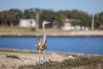 Great Blue Heron (Ardea herodias) on the bank of a canal in Biloxi, Mississippi