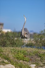 Great Blue Heron (Ardea herodias) with ruffled feathers doing a mating dance on the bank of a canal