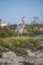 Great Blue Heron (Ardea herodias) on the bank of a canal in Biloxi, Mississippi