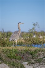 Great Blue Heron (Ardea herodias) on the bank of a canal in Biloxi, Mississippi