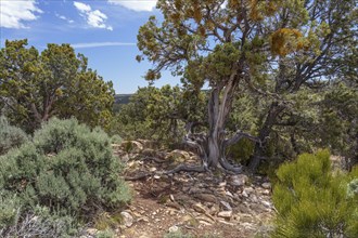 Gnarled tree growing from the rocky soil at the North Rim of the Grand Canyon in Northern Arizona,