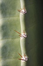 Close up view of thorns on a cactus in Sonoran Desert near Phoenix, AZ, USA, North America