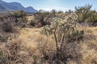 Cholla and prickly pear cacti in the Sonoran Desert at Catalina State Park near Tucson, Arizona,