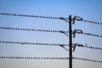 Silhouette of birds perched on electrical power lines